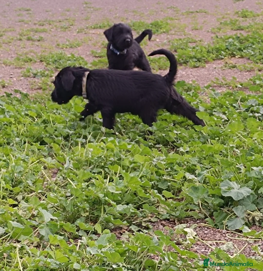 Schnauzer Gigante perros en venta: Schnauzer Gigante  - Anuncio 12