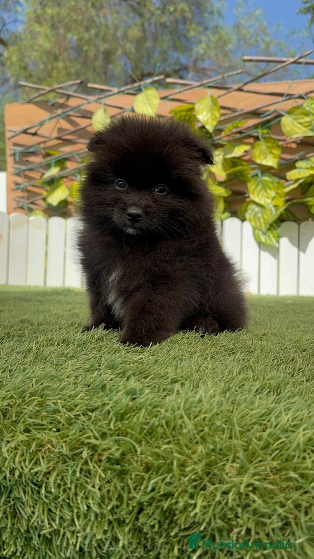 Pomerania perros en venta: POMERANIA MACHO - Imagen 17