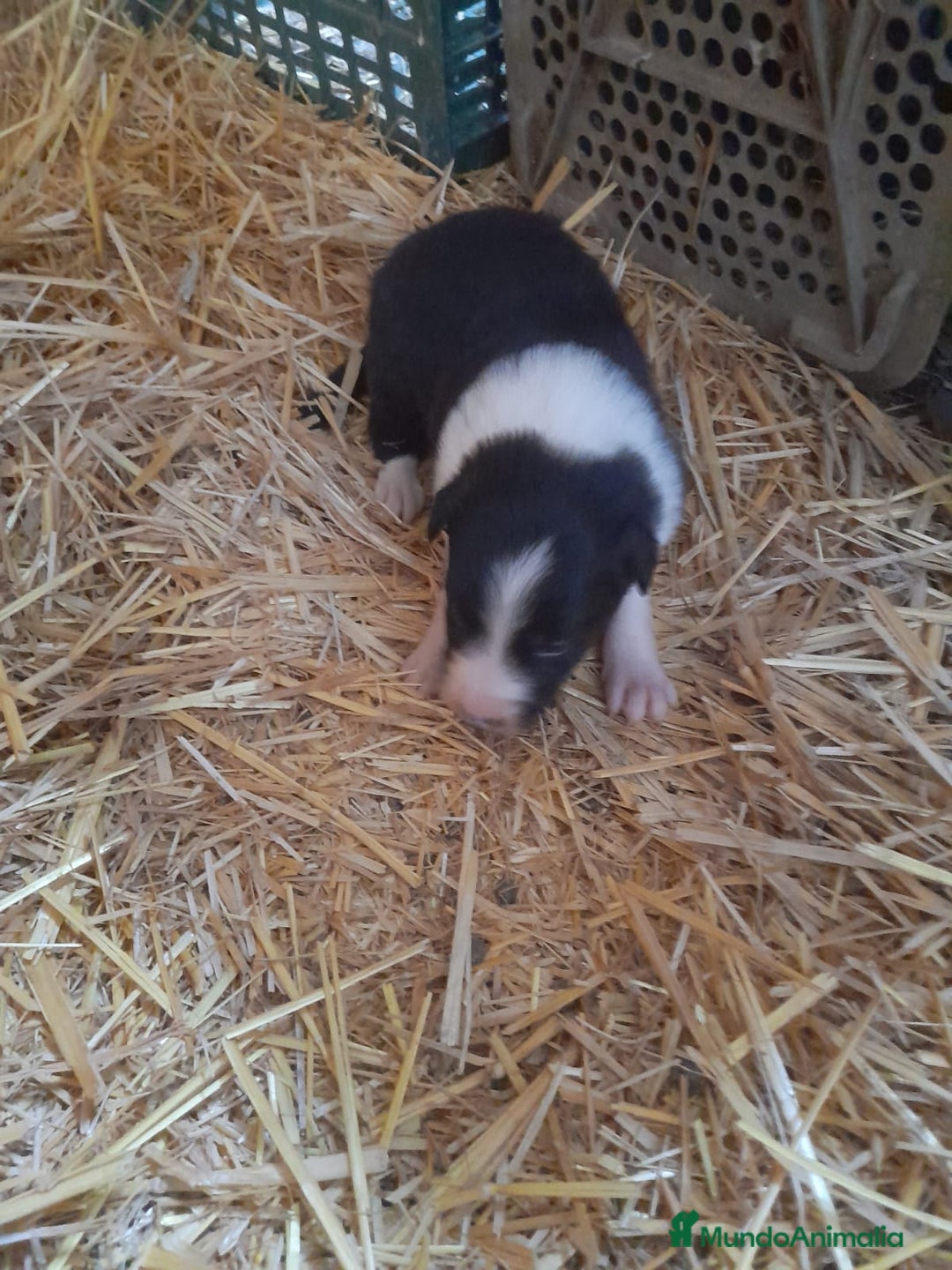 Border Collie perros en venta: Border collie - Anuncio 6