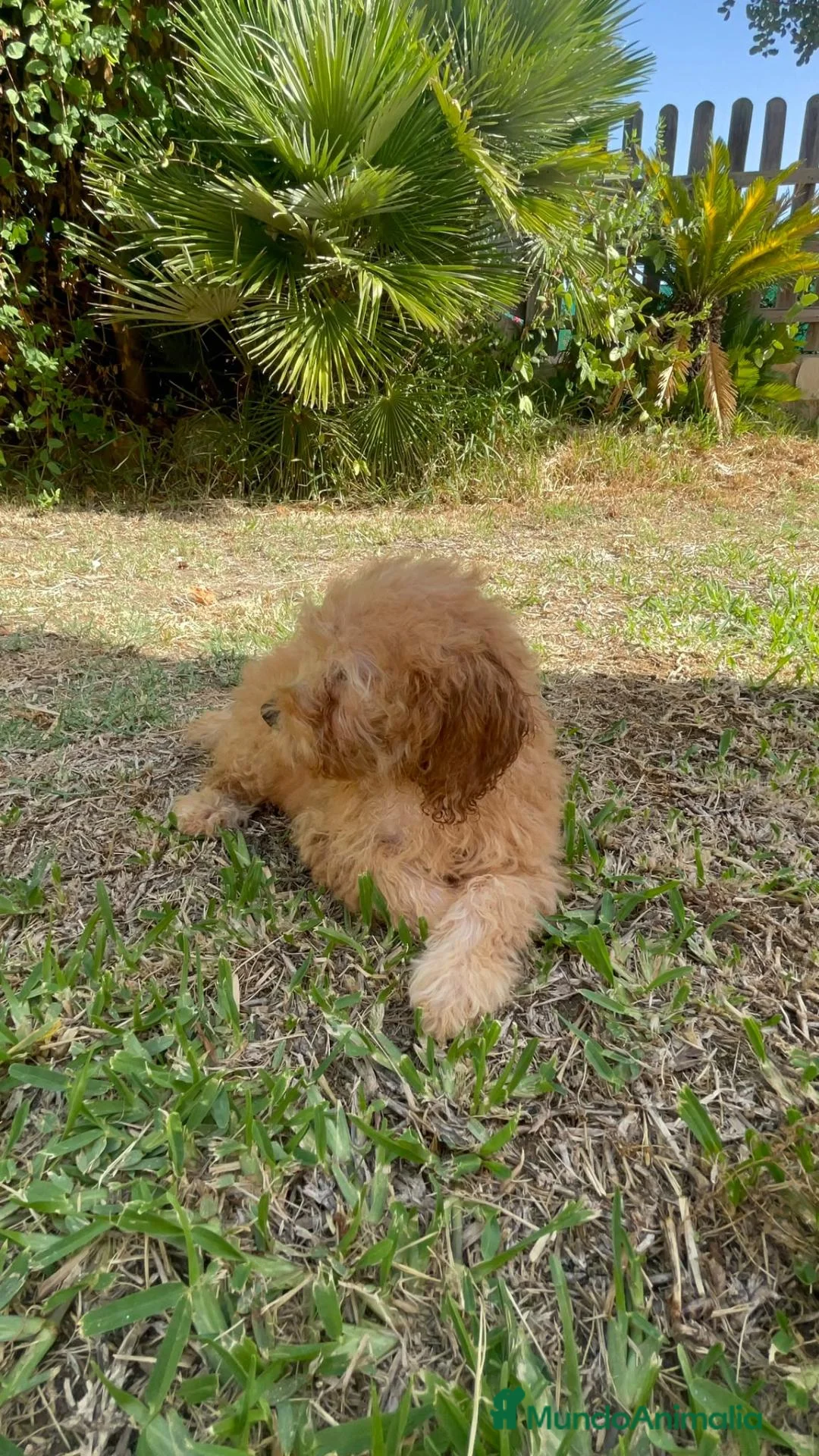 Caniche Enano perros en venta: cachorro caniche rojo  - Anuncio 5