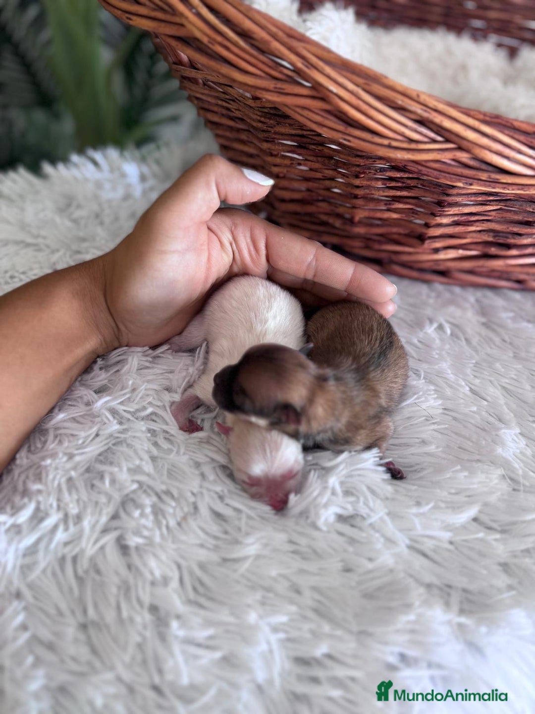 Pomerania perros en venta: POMERANIA HEMBRAS - Imagen 2