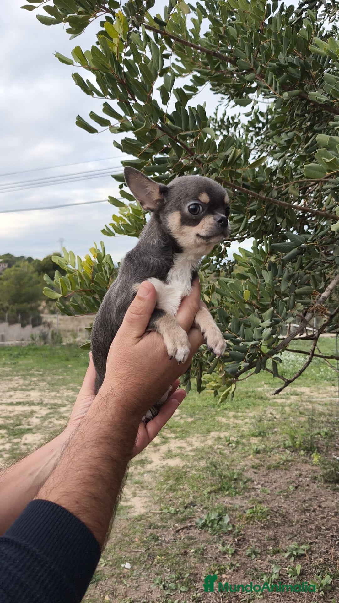 Chihuahua perros en venta: Chihuahua blue 🍎 Macho - Anuncio 7