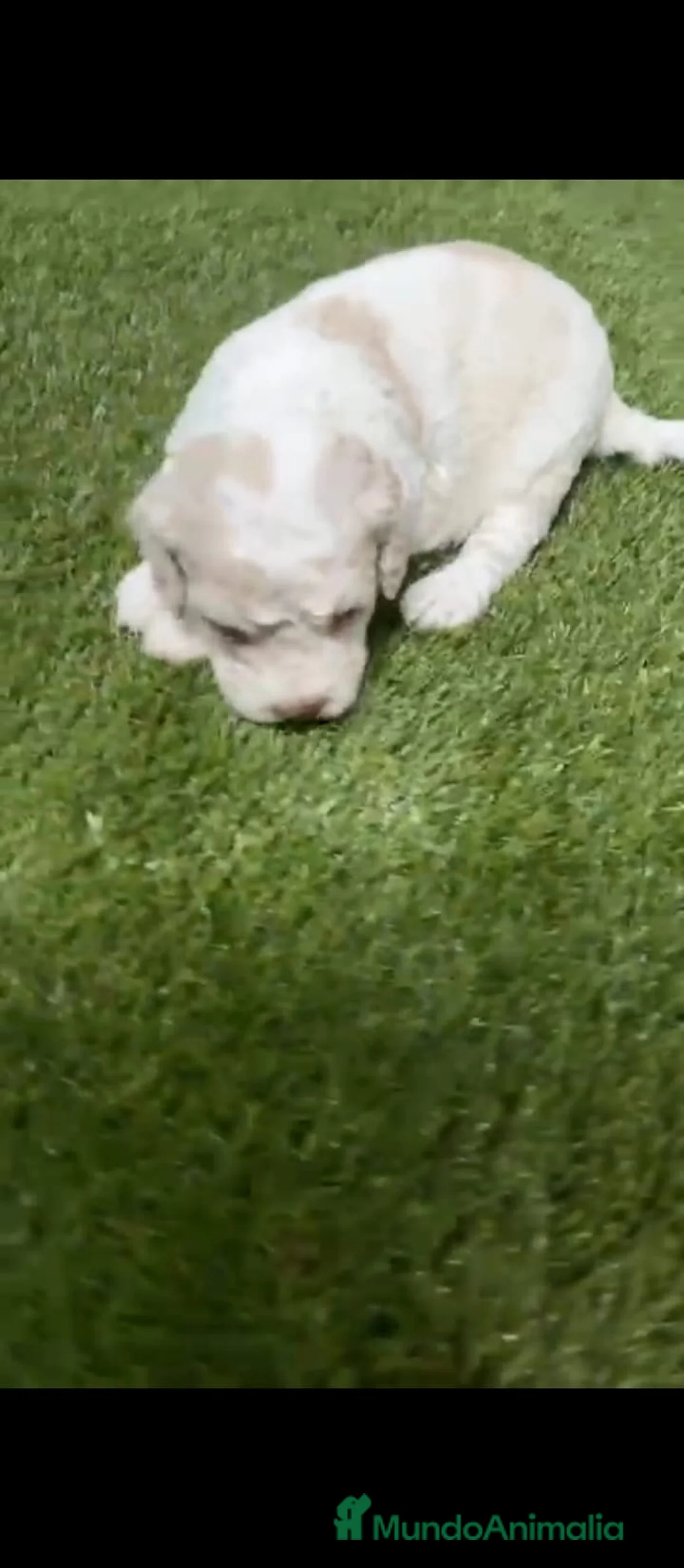 Perro de Agua Español perros en venta: Perros de agua Español - Anuncio 7