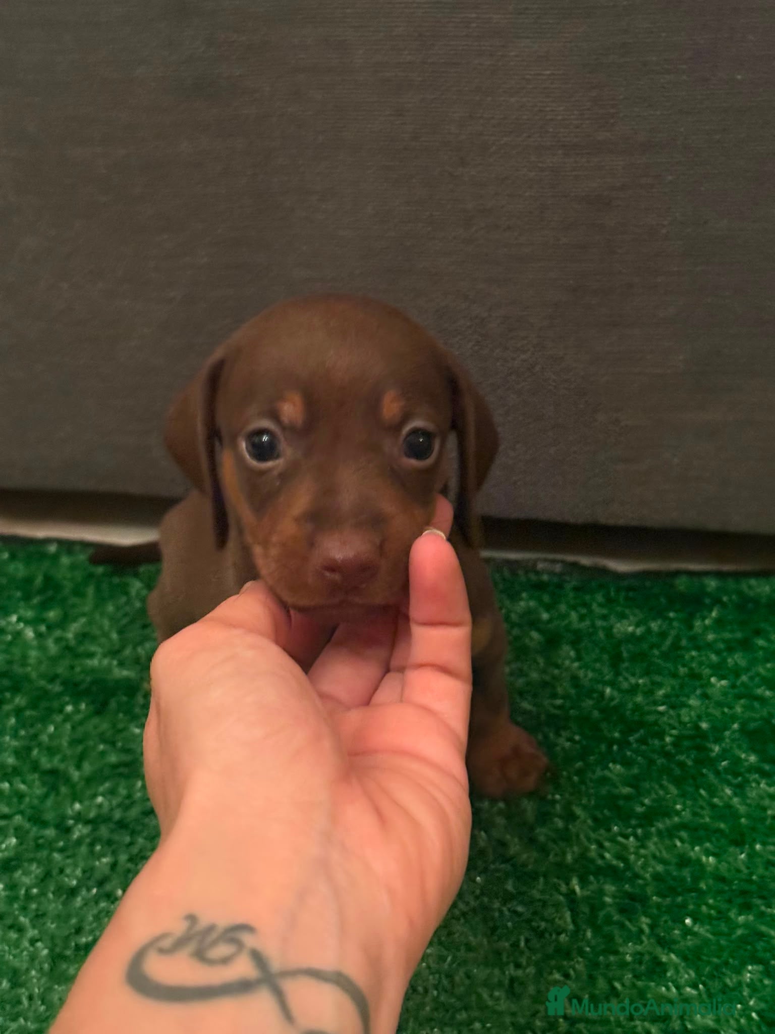 Teckel Miniatura perros Excelente camada de Teckel chocolate y arlequin  - Anuncio 25