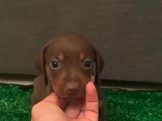 Teckel Miniatura perros Excelente camada de Teckel chocolate y arlequin - Anuncio 2
