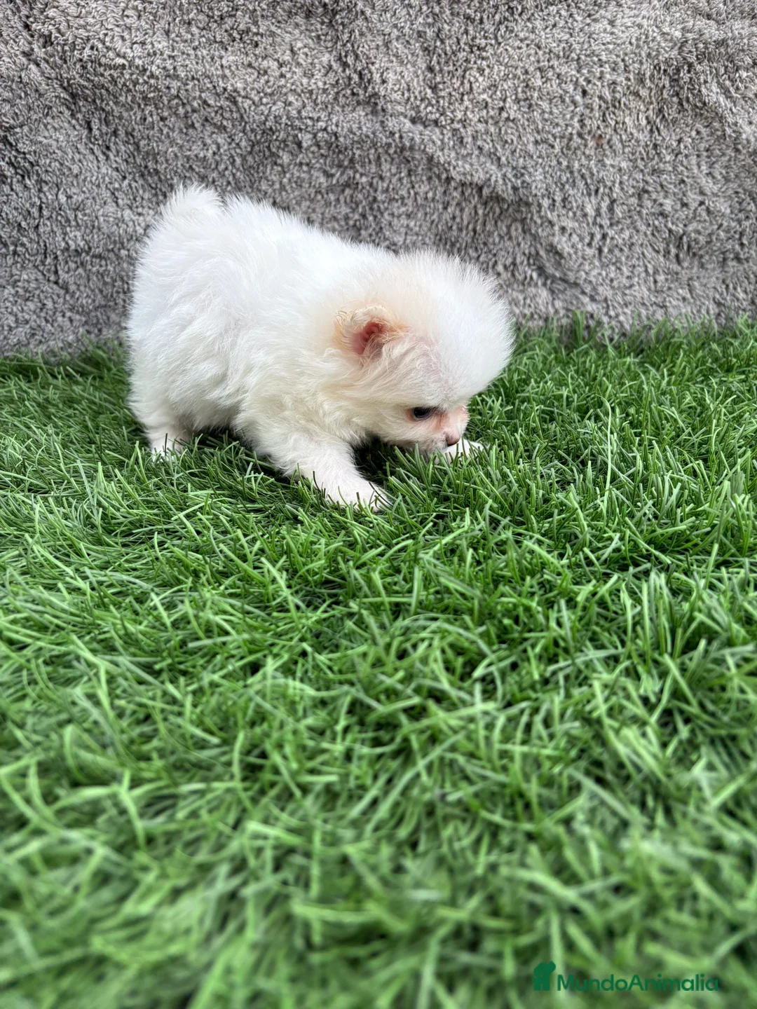 Pomerania perros en venta: Hembra mini toy lulu Pomerania blanca naranja  - Anuncio 5