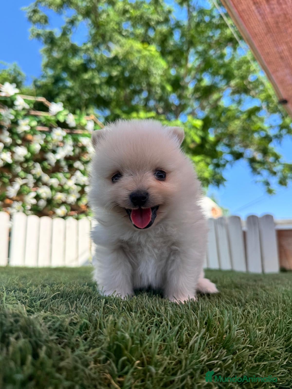 Pomerania perros en venta: POMERANIA - Anuncio 6