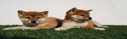 Shiba Inu perros en venta: Cachorros de Shiba Inu del Alto del Pago - Anuncio 9