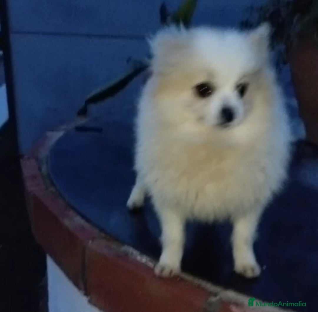 Pomerania perros en venta: Pomerania  - Anuncio 1