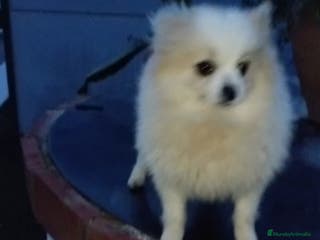 Pomerania perros Pomerania - Anuncio 3