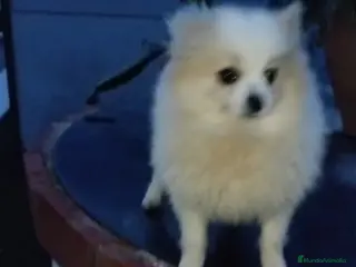 Pomerania perros Pomerania - Anuncio 25