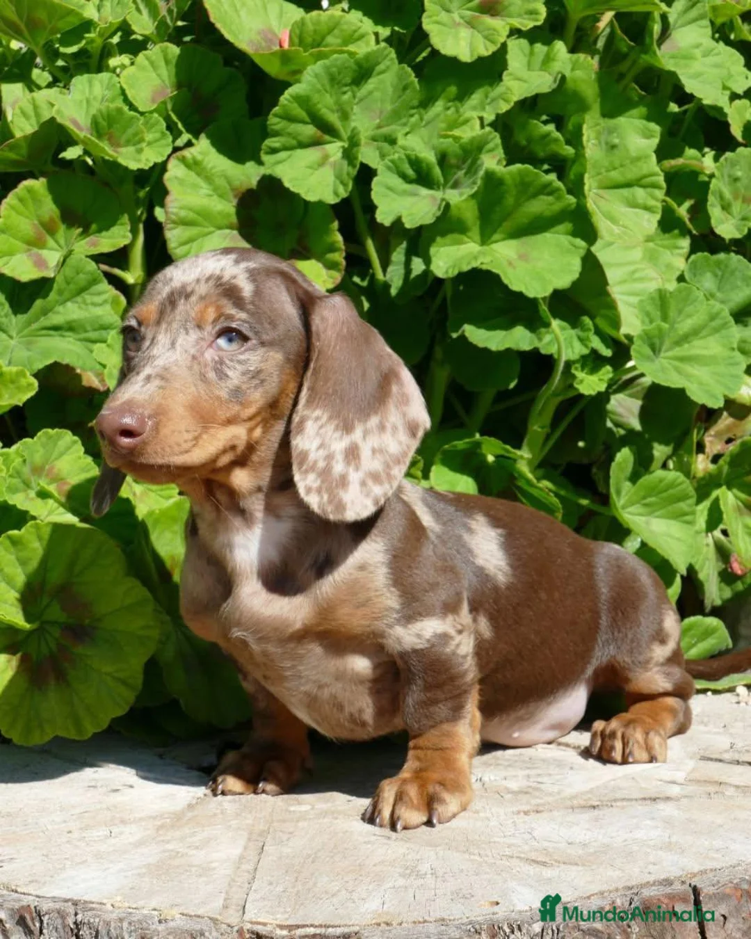 Teckel Miniatura perros en venta: Teckel Kaninchen Arlequin, Rojo/Negro Fuego - Anuncio 1