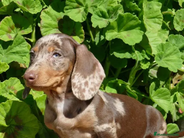 Teckel Miniatura perros en venta: Teckel Kaninchen Arlequin, Rojo/Negro Fuego - Anuncio 1