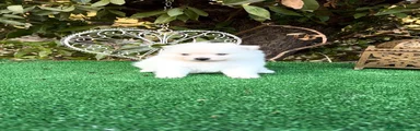 Pomerania Hembra osita peludita Toy 