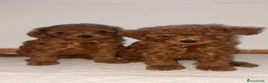 Caniche Toy 4