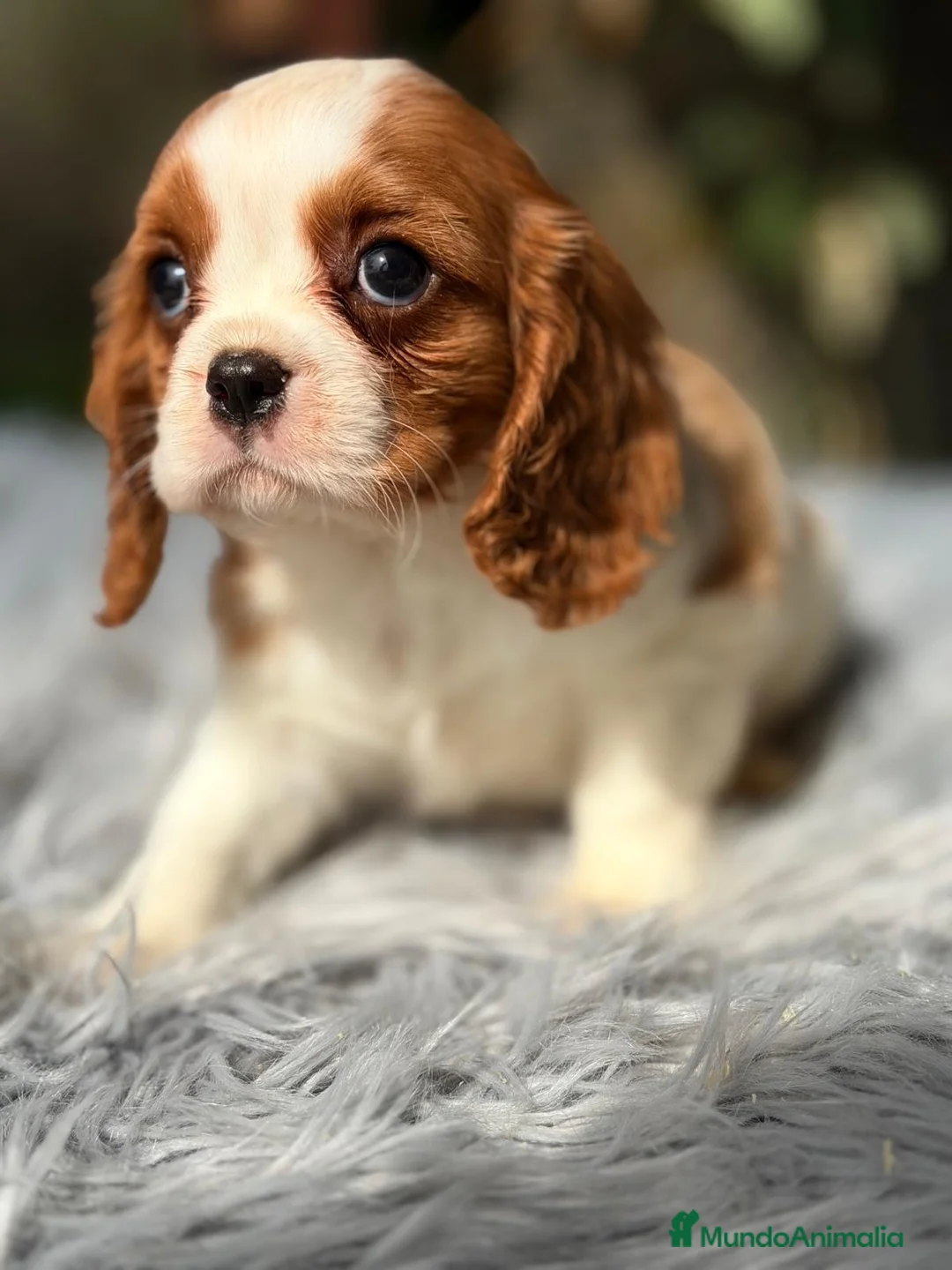 Cavalier King Charles Spaniel perros en venta: CAVALIER MACHO DISPONIBLE - Anuncio 2