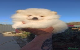 Pomerania perros en venta: pomerania lulu toy blanco macho disponible - Anuncio 1