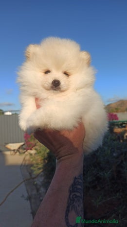 Pomerania perros pomerania lulu toy blanco macho disponible - Anuncio 2