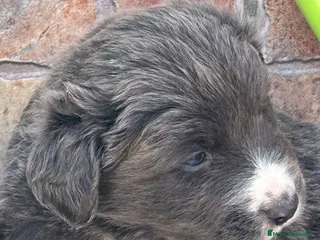 Border Collie perros Border collie Azules Máxima Calidad - Anuncio 1