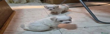 Bichón Maltés 2 hembra Toy 