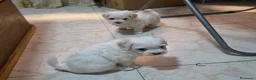 Bichón Maltés perros en venta: Bichón maltés Toy Línea Americana preciosas hembra - Anuncio 2