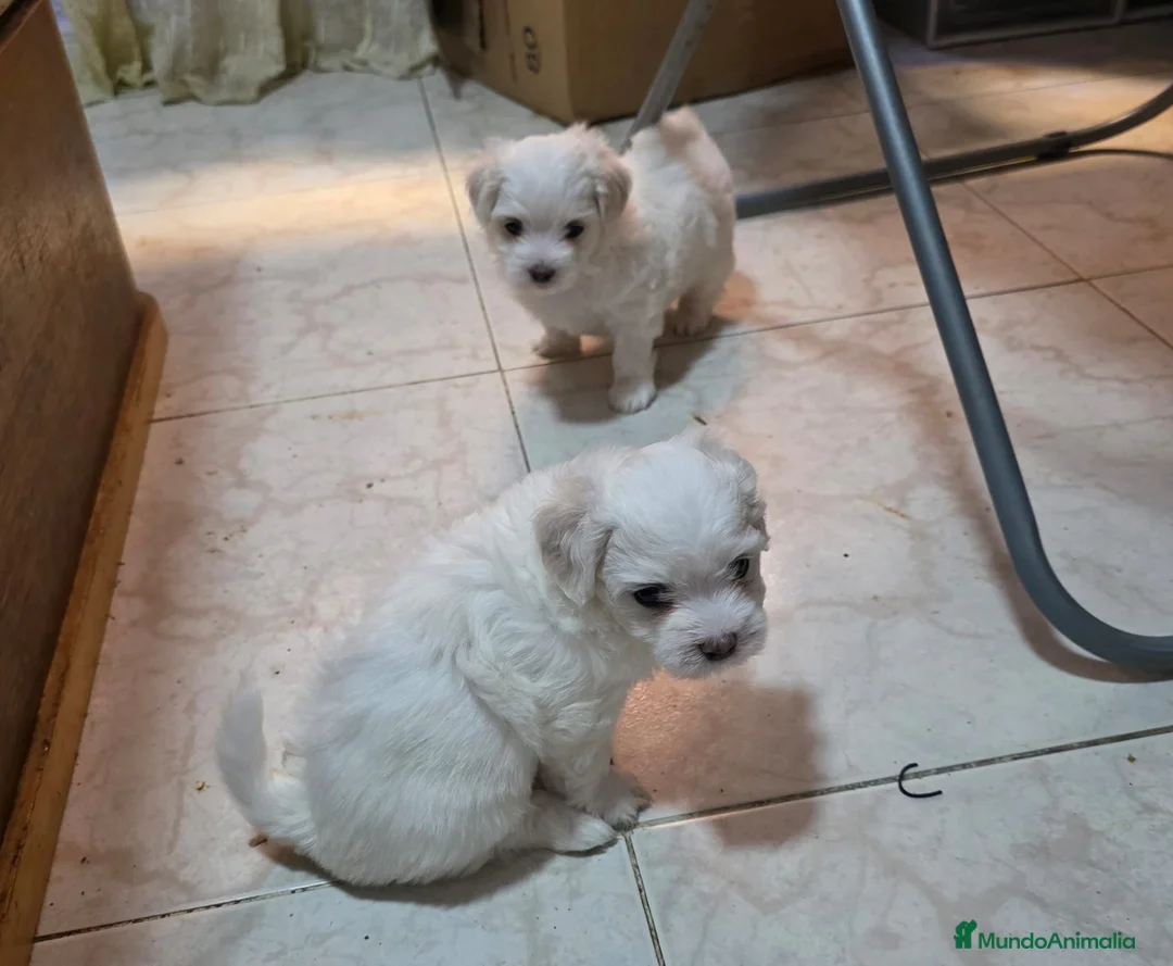 Bichón Maltés perros en venta: Bichón maltés Toy Línea Americana preciosas hembra - Anuncio 2