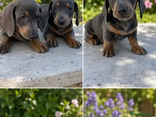 Teckel Miniatura perros TECKEL MINIATURA & KANNINCHEN - Anuncio 1