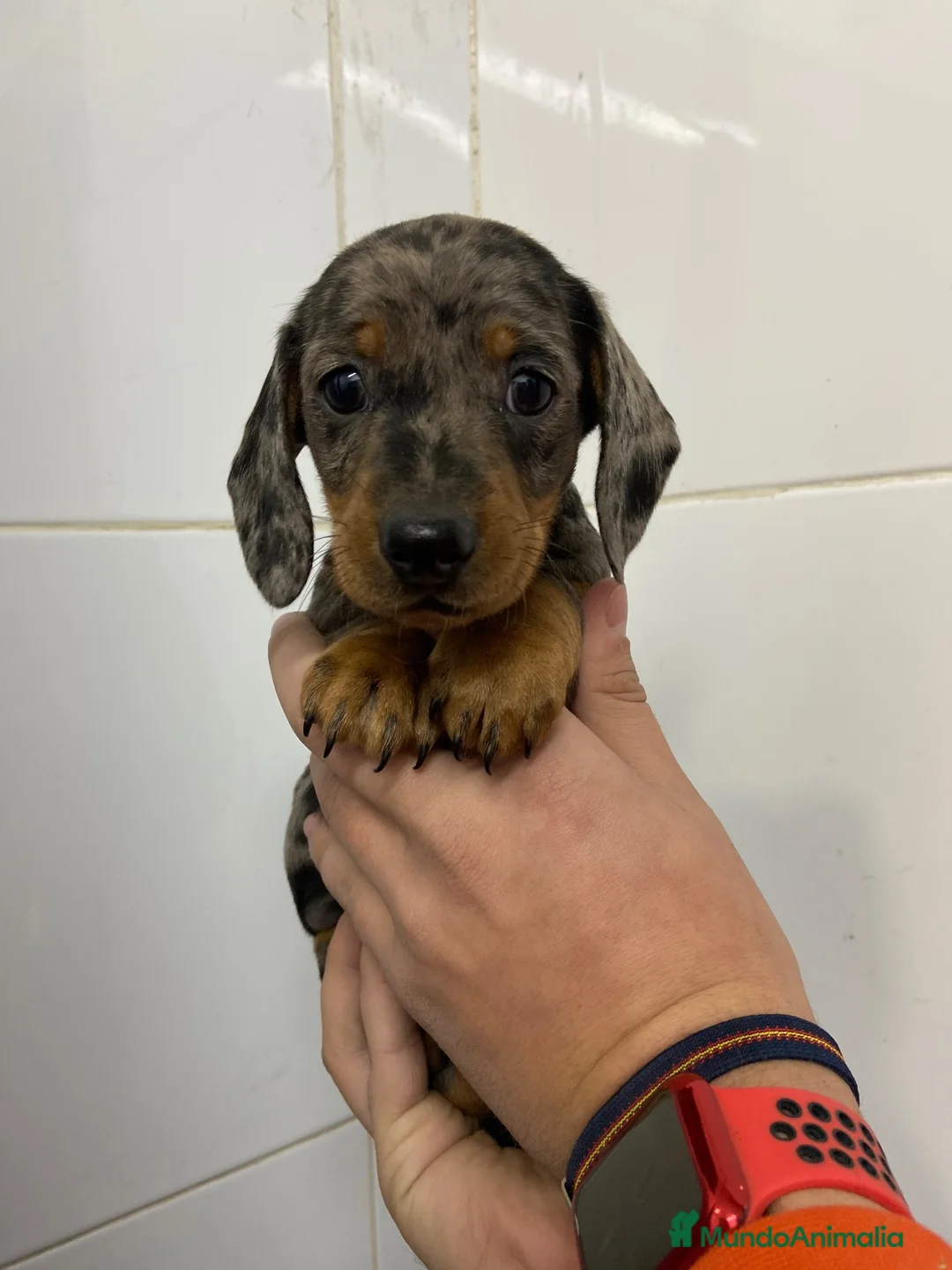 Teckel Miniatura perros en venta: Cachorros Teckel 650€ ¡PRECIO REAL! VALENCIA  - Anuncio 7