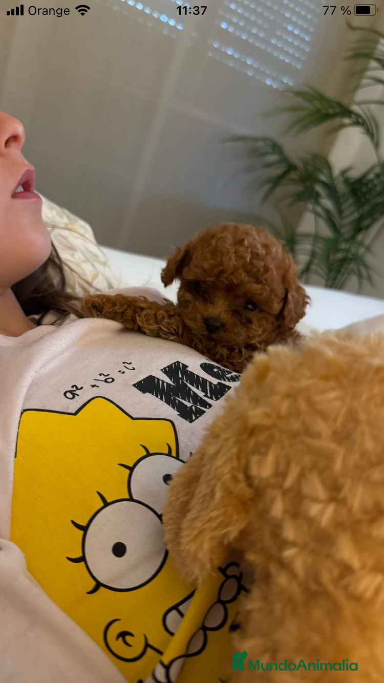 Caniche Toy perros CANICHES TOYS en Madrid - Anuncio 8