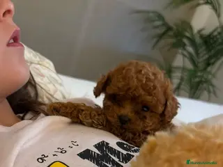 Caniche Toy perros CANICHES TOYS en Madrid - Anuncio 3