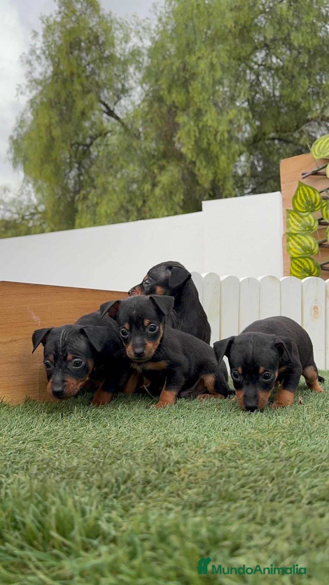 Pinscher Miniatura perros en venta: Pinscher - Imagen 25