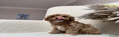 Maltipoo 3