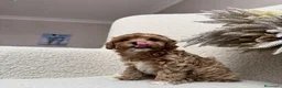 Maltipoo perros en venta: Pequeños Maltipoo Toy 🧸💕 - Anuncio 7