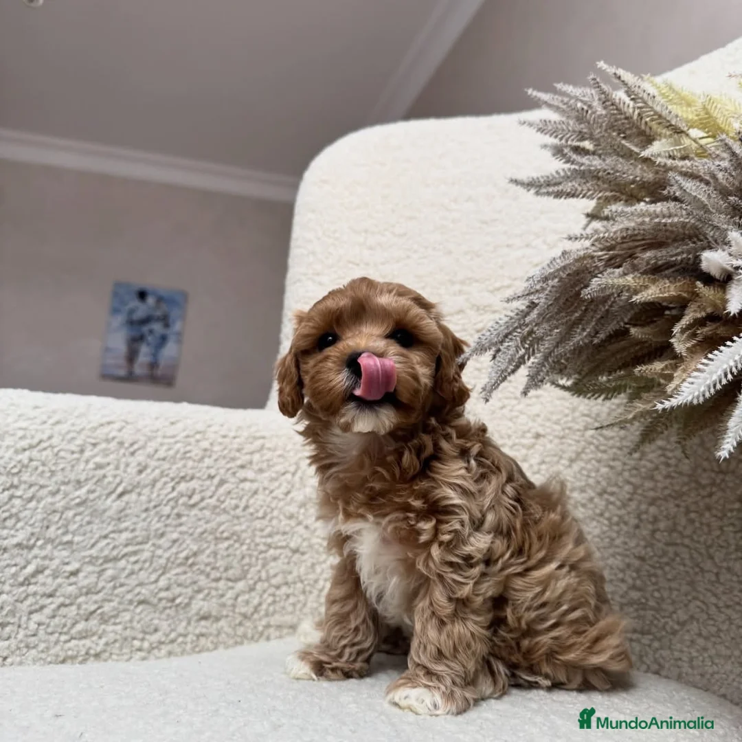 Maltipoo perros en venta: Pequeños Maltipoo Toy 🧸💕 - Anuncio 7