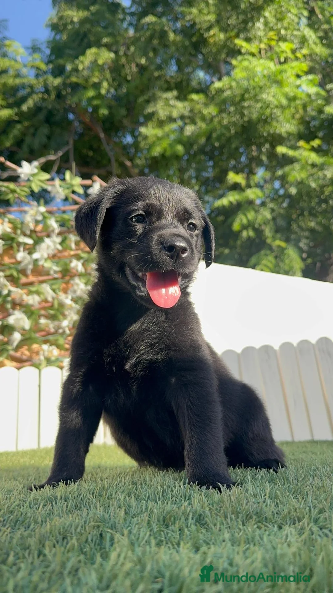 Labrador Retriever perros en venta: LABRADOR  - Anuncio 1
