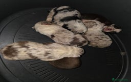 Border Collie perros en venta: Cachorros Border Collie - Imagen 1