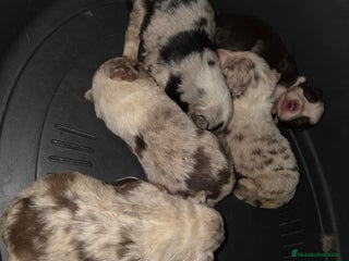 Border Collie perros - Anuncio 1