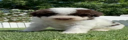 Perro de Agua Español perros en venta: PERRO DE AGUA ESPAÑOL - Anuncio 2