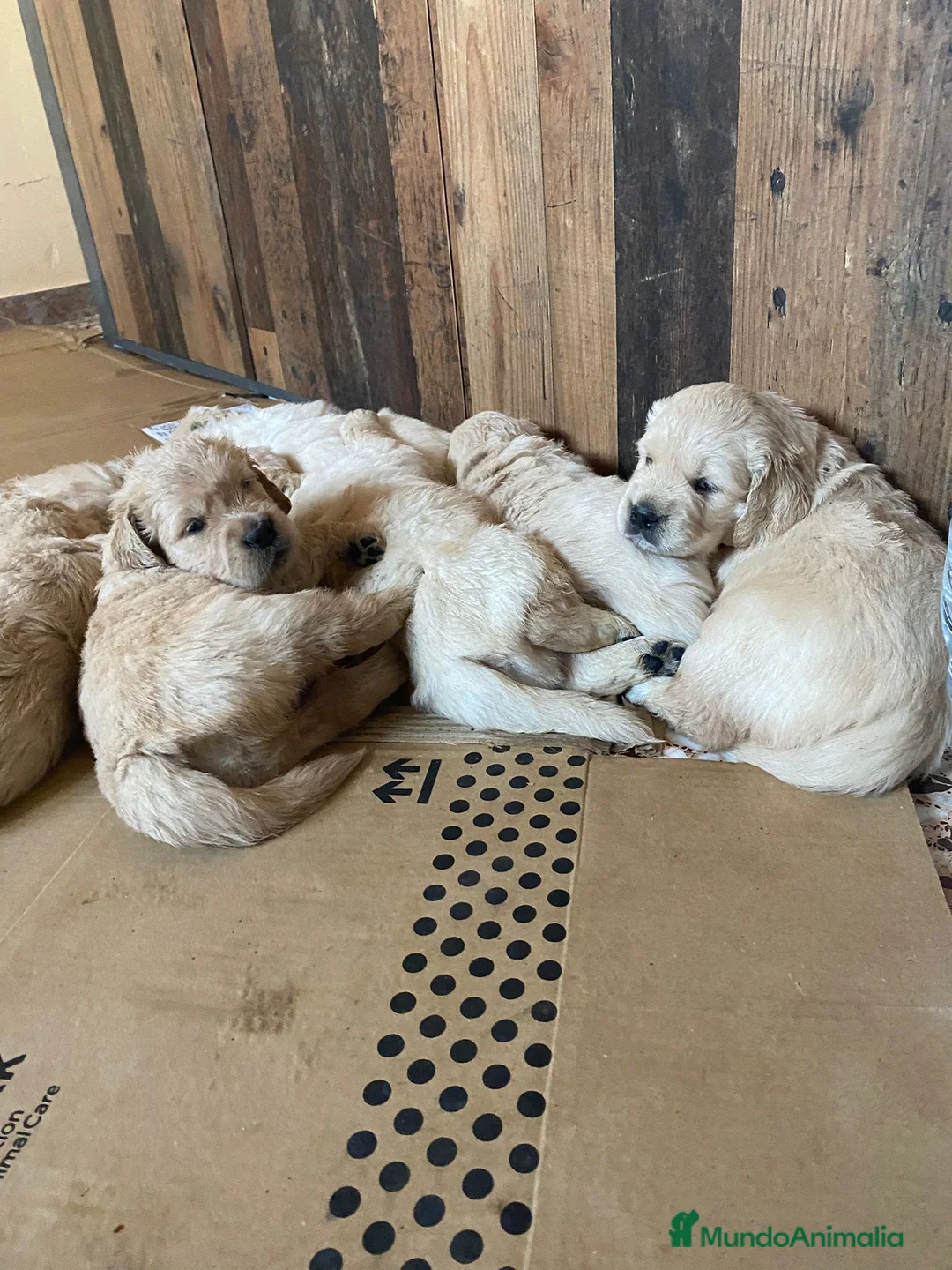 Golden Retriever perros en venta: PRECIOSOS CACHORROS GOLDEN RETRIEVER - Anuncio 4