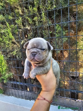 Bulldog Francés perros - Anuncio 19