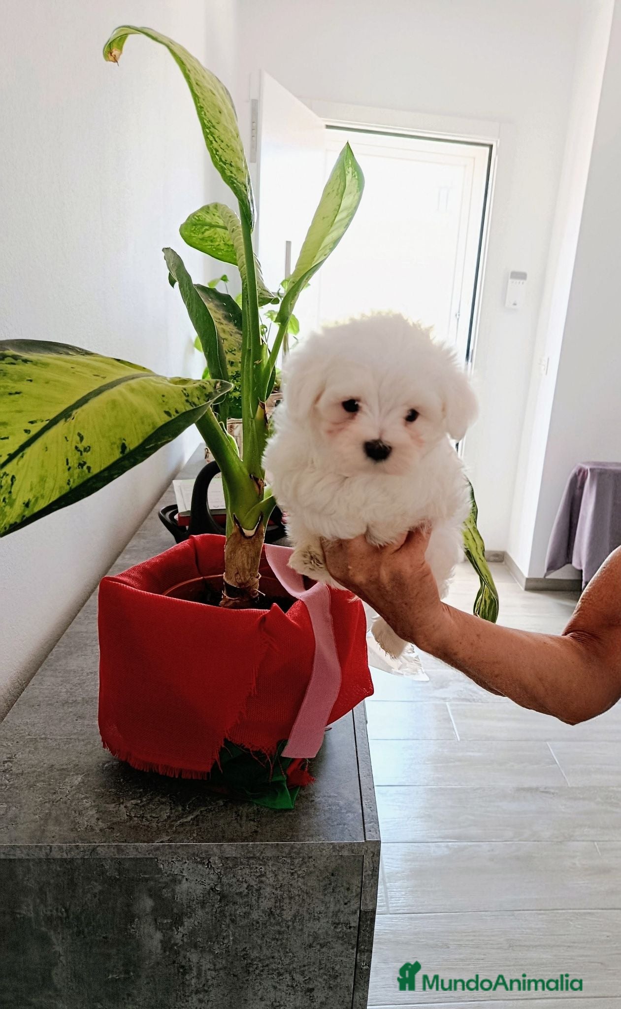 Bichón Maltés perros BICHÓN MALTES - Anuncio 31