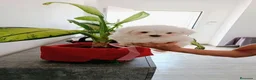 Bichón Maltés perros en venta: BICHÓN MALTES - Anuncio 3