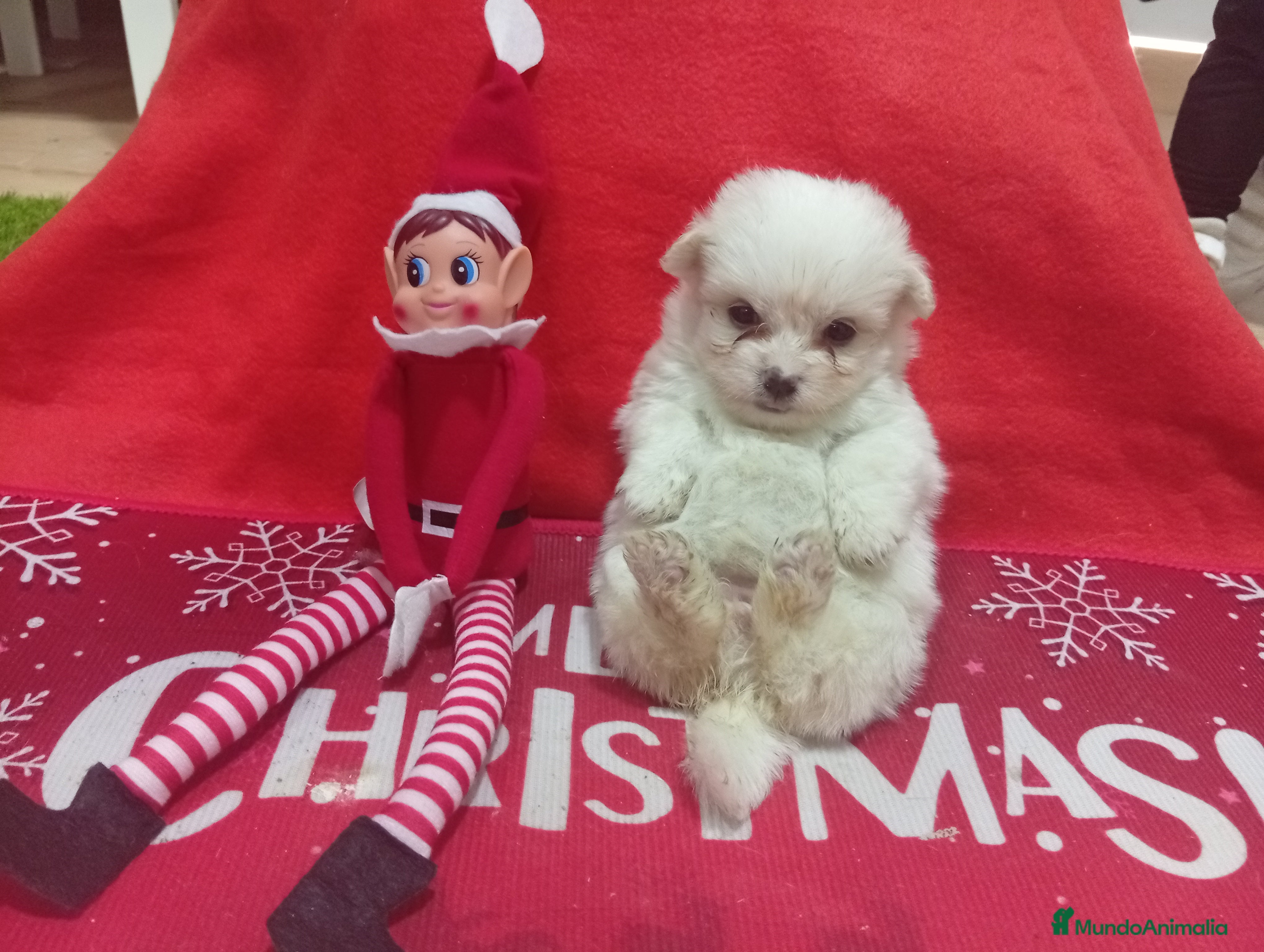 Raza Mixta perros PRECIOSA MALTIPOM - Anuncio 4