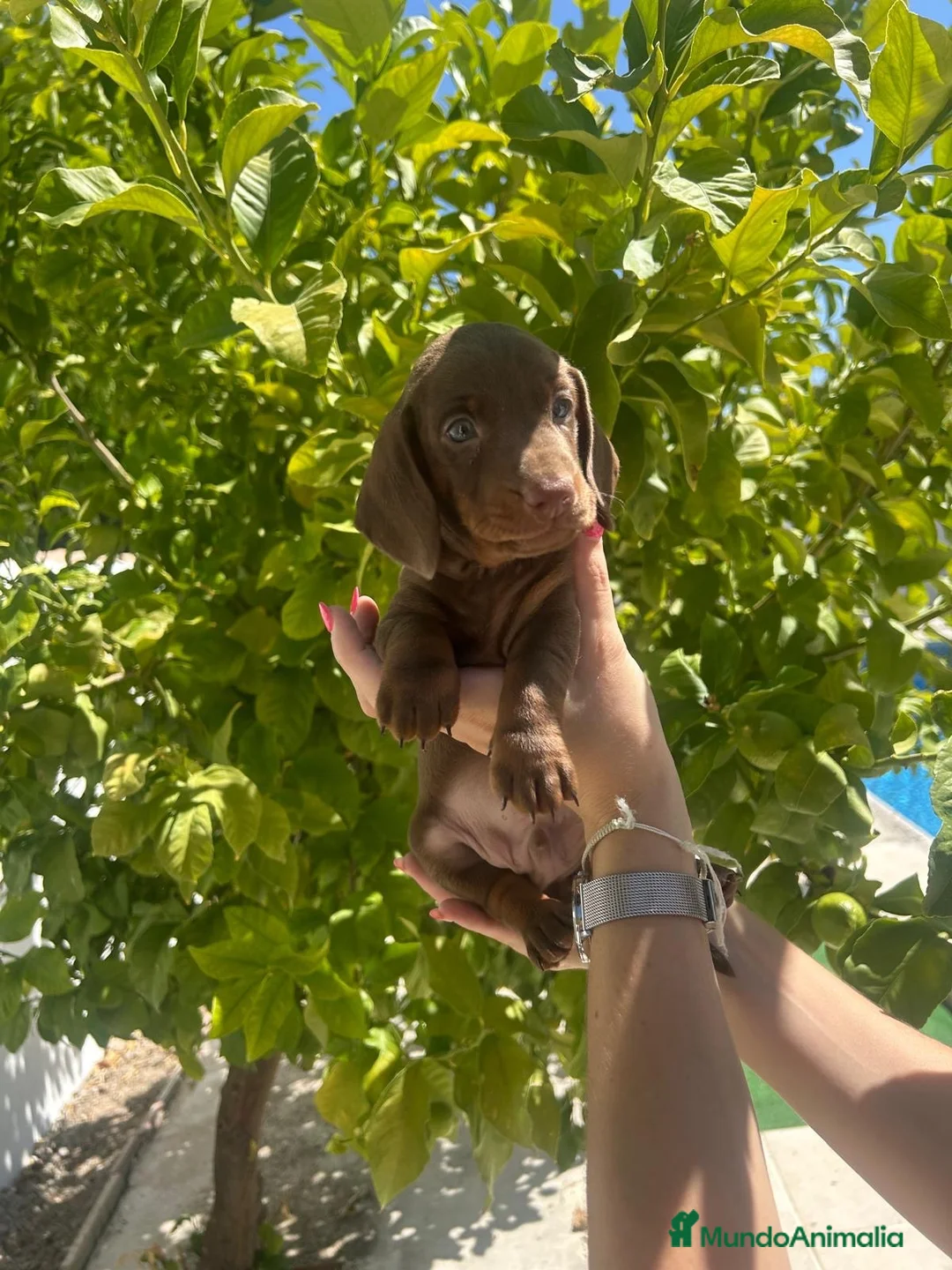 Teckel Miniatura perros en venta: teckel mini  - Anuncio 7