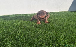 Teckel Miniatura perros en venta: TECKEL MINIATURA CHOCOLATE  - Anuncio 1