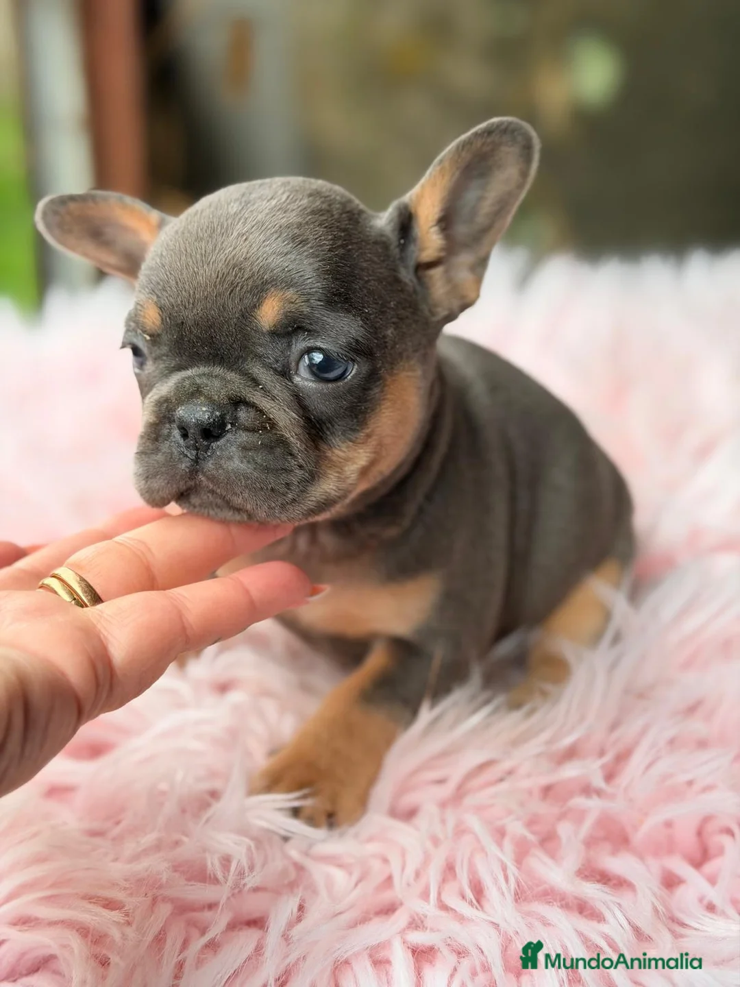 Bulldog Francés perros en venta: BULLDOG FRANCÉS BLUE AND TAN - Anuncio 2
