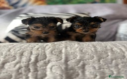 Yorkshire Terrier perros en venta: Yorkshire mini - Imagen 6