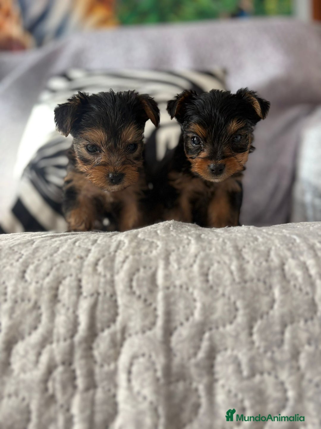 Yorkshire Terrier perros en venta: Yorkshire mini - Imagen 6
