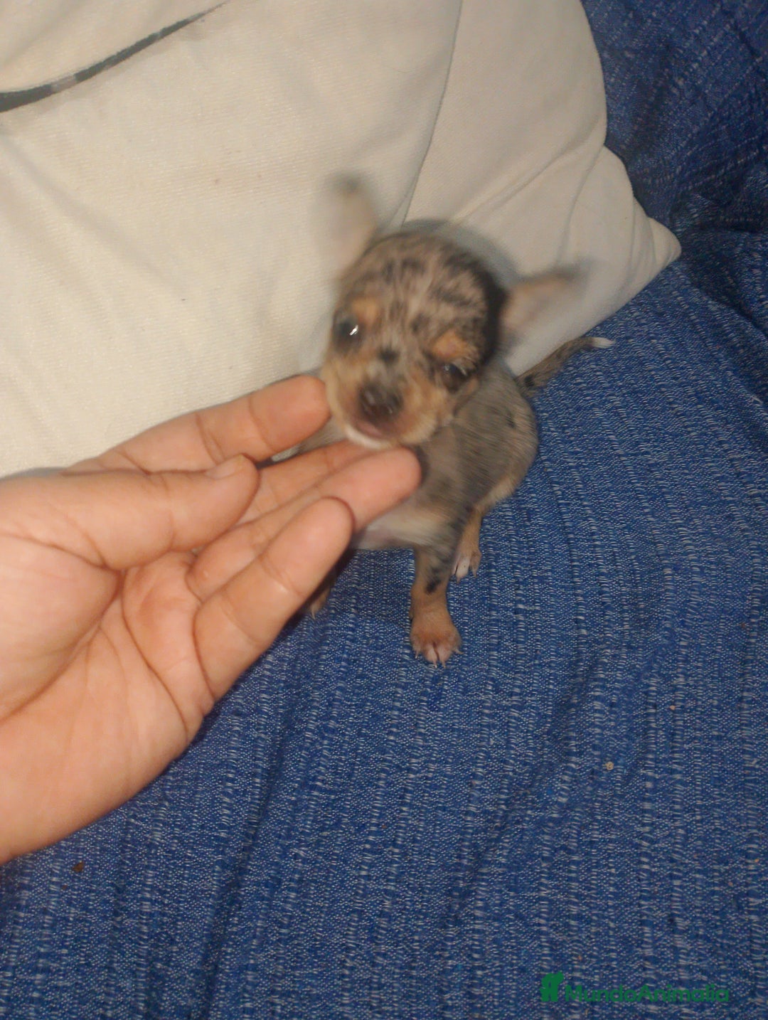 Chihuahua perros en venta: Hembra preciosa de chihuahua cabeza venado  - Imagen 10