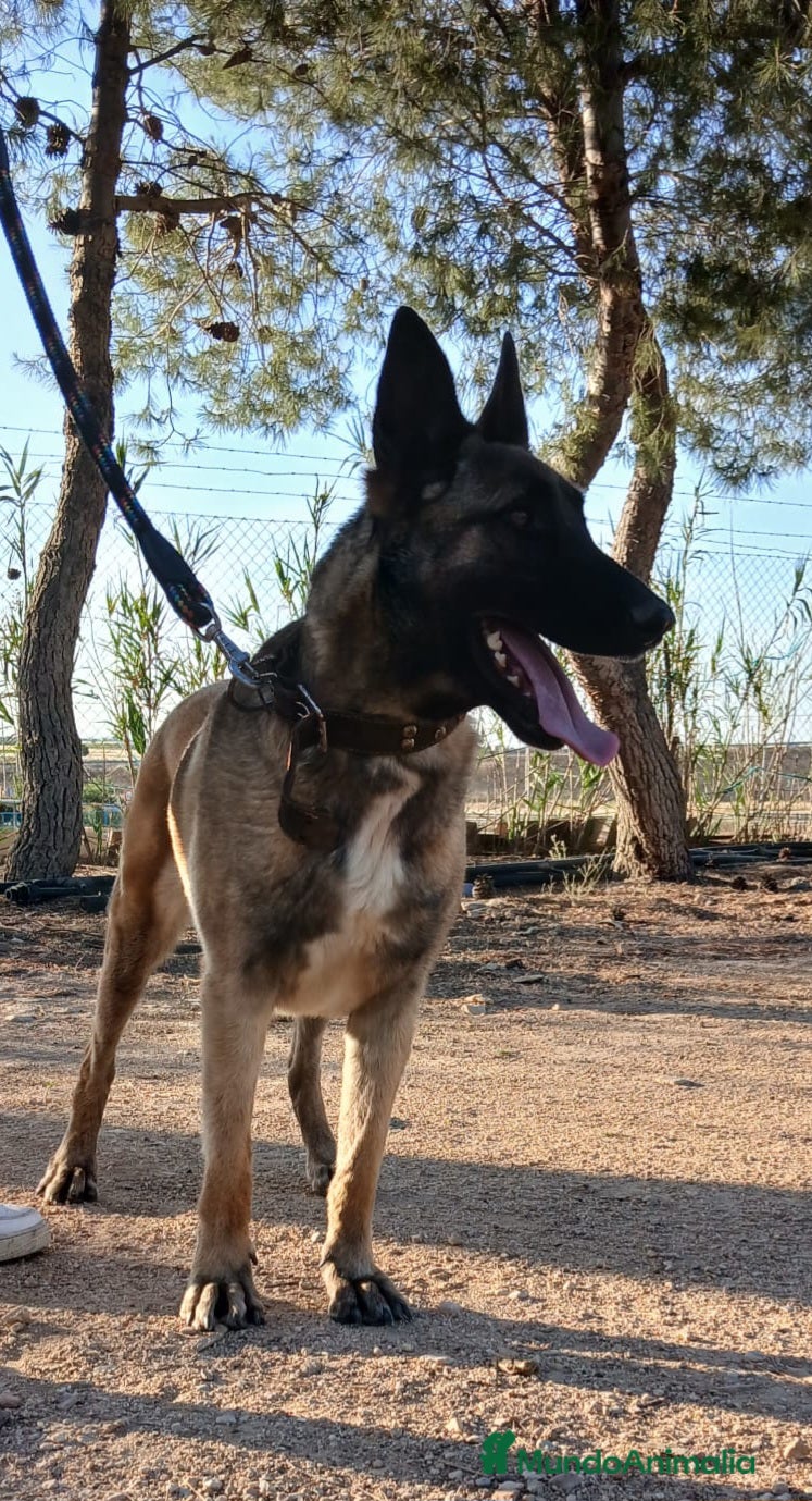 Pastor Belga Malinois perros Hembra malinois - Anuncio 2
